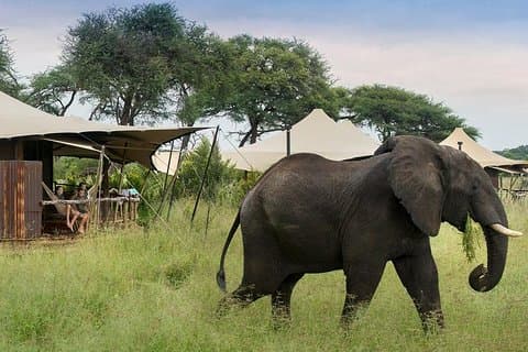 ビクトリアフォールズからファンゲ国立公園サファリ（2泊）