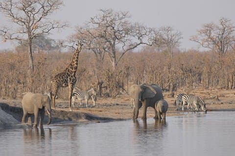 1 Day 1 Night Hwange National Park Safari