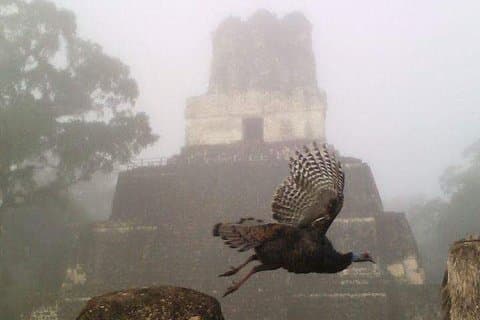 Tikal Vogelbeobachtung und Archäologie