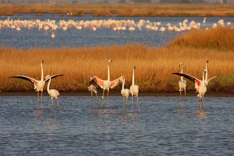 Birdwatching and Photo Tour in Diaccia Botrona