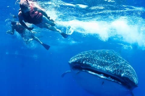 Excursion écologique privée au requin baleine au départ de Riviera Maya