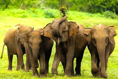 Udawalawe Halbtages-Safari (Eintritt + Mittagessen)