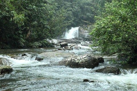 Sinharaja' rainforest - Discovery Tour (half day)