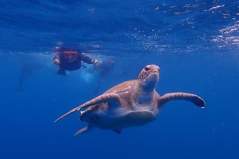 Tenerife: Turtle og delfin Kayak tur med snorkling og våddragt