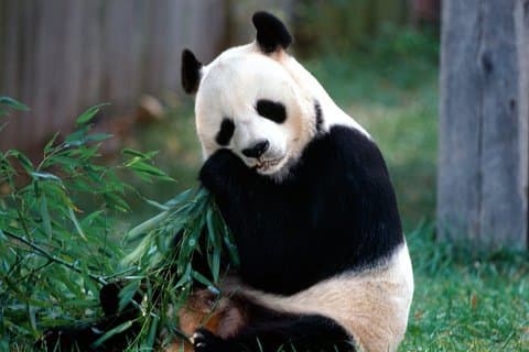 Private halbtägige Tour nach Peking Panda House und Sommerpalast