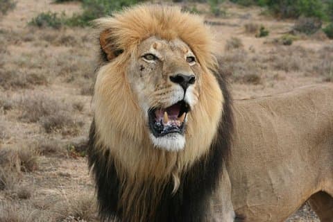 Addo Elephant National Park Tours from Port Elizabeth