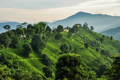 7 dage Short Hike & Getaway to Ilam Tea Garden