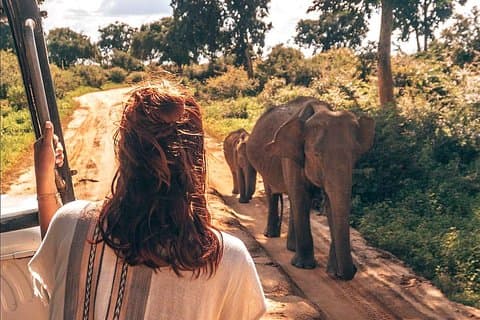 Dagsudflugt til Udawalawe fra Colombo