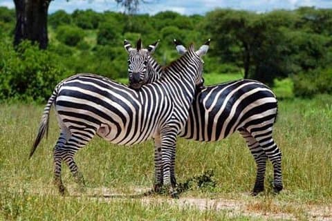 Mikumi Park Safari y el monte. Trekking Udzungwa - 4 días.