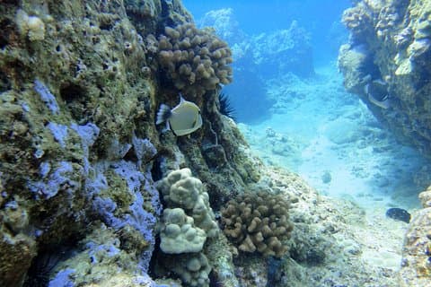 Esperienza di snorkeling a West Maui in barca da Ka'anapali