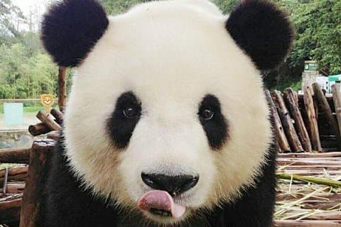 ハルビンから3日間のYabuliスキーリゾートとパンダハウスの民間旅行
