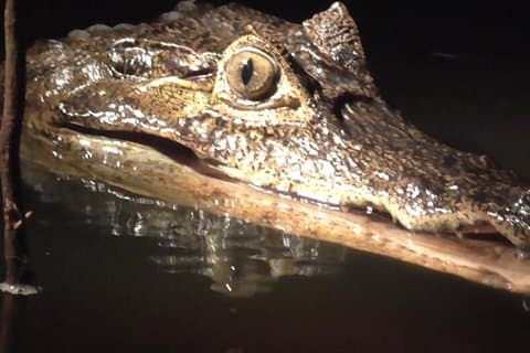 af Caiman Spotting