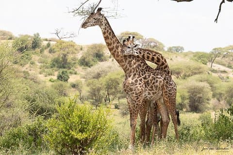 1 ° giorno Arusha - Lake Manyara National Park
