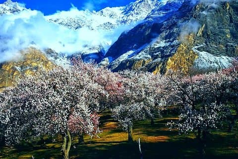 Cherry Blossoms Trip to Northern Areas of Pakistan