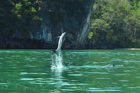 6 Hours Sharing Basis Kilim Mangrove Safari Boat Tour in Langkawi