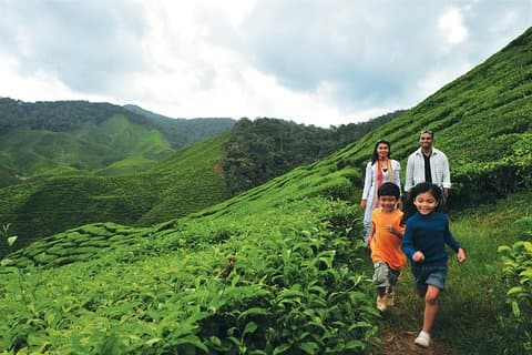 Cameron Highlands Full Day Tour (hämtning från Kuala Lumpur)