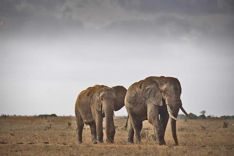 2-Day Mombasa to Tsavo East National Park Wildlife Safari