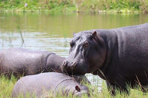 Safari de 4 jours avec gorilles et animaux sauvages en Ouganda