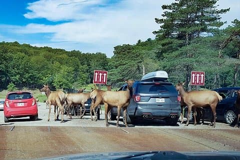 Private day tour to wildlife Parc Omega and Montebello lodge from Montreal