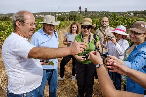 Tour & Wine tasting - Authentic Algarve Flavours by Quinta da Tôr