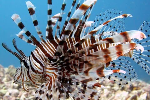Viagem guiada do dia do mergulho, Kota Kinabalu, Sabah, Malásia