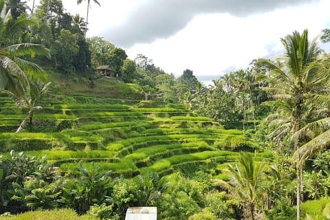 Bali Island Tour med frokost