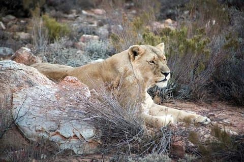 Aquila Game Reserve Safari da Cidade do Cabo
