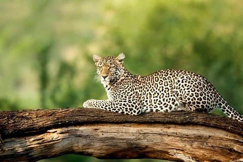 4 Days Oplev de fem store i Tarangire, Serengeti og Ngorongoro Safari