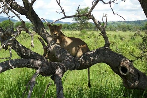 3 dagar i Mikumi And Udzungwa Mountain National Parks