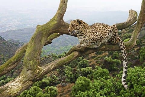 5 días de campamento en los Cinco Grandes de Tanzania | Safari en el albergue