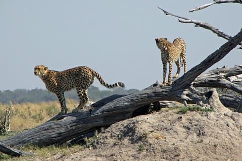 Pacote Cheetah Safari com Desconto