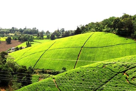 Kiambethu Tea Farm Day Tour from Nairobi