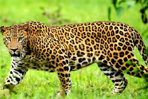 Scopri il Kenya 9 giorni Wildlife Safari