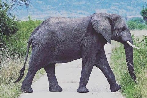12 jours de randonnée en Ouganda avec chimpanzés et gorilles