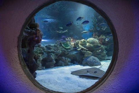 Malaysia: Aquaria KLCC Eintrittskarte