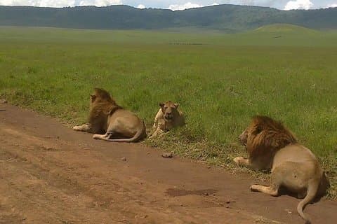 5 dias de orçamento Camping Safari para ver grande migração