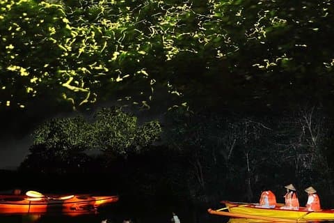 Bohol Firefly Or Fullmoon Tour Stand Up Paddle Tour