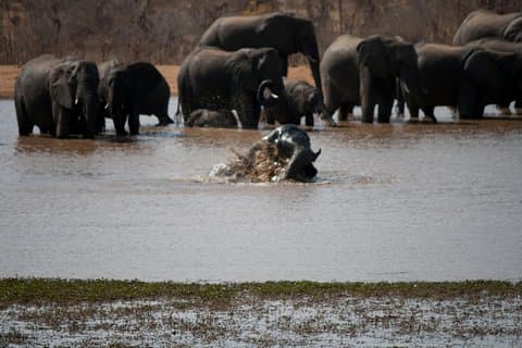 Chobe Day Trip - From Victoria Falls
