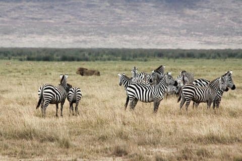 Città del Capo 2 giorni Tour-Aquila Safari Robben-IsolaGetaway Pernottamento