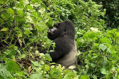 5-tägige Wanderung zu Gorillas, Wildtieren und Schimpansen im Kalinzu-Wald