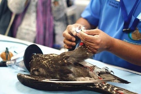 Privé dagtrip naar Abu Dhabi hoogtepunten, eindig in Dubai met lunch