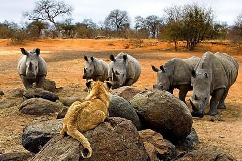 Night Rhino Game Drive og Bush Dinner fra Victoria Falls
