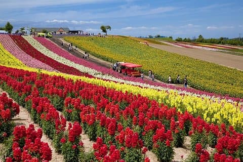 Aspectos destacados del verano de Hokkaido en 2 días