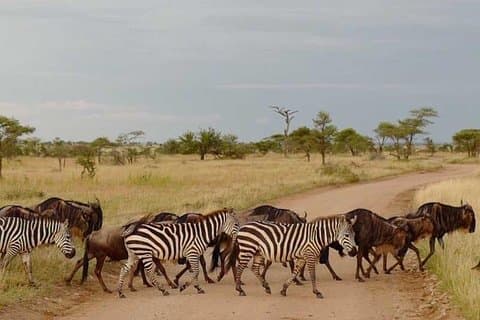 2 Days Africa Safari