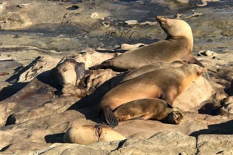 Le Tour de La Jolla