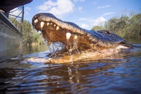 Visite des Everglades avec un guide professionnel, prise en charge incluse