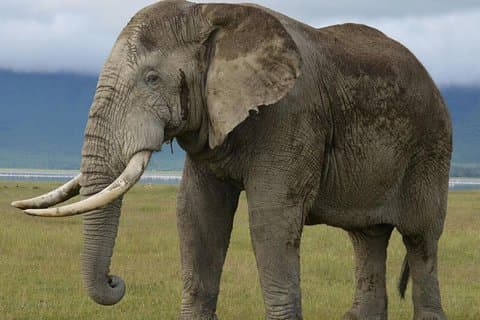 3 giorni Tarangire, cratere di Ngorongoro e Manyara da Zanzibar