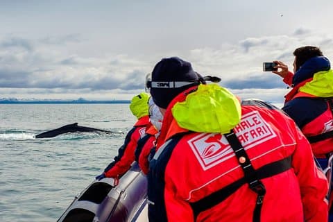 RIB Whale Watching Bootstour in kleiner Gruppe ab Reykjavik