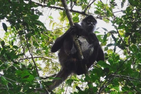 Wild Monkey Adventure (privat, ganzer Tag)