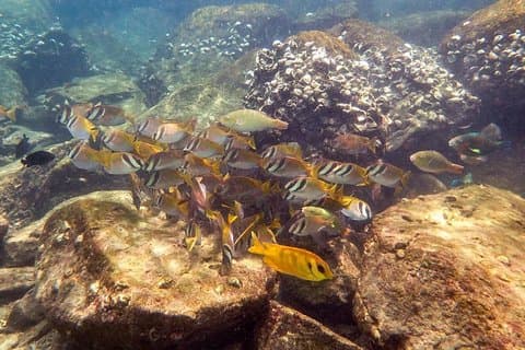 Scopri Scuba Diving, prova l'immersione per principianti (Inizia da Ko Kut)